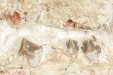 Bargain, Fossil Oreodont (Merycoidodon) Skull - South Dakota #243585-1